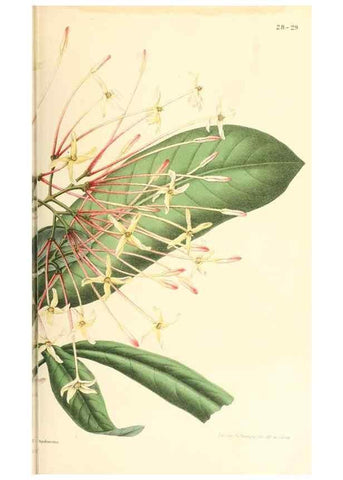 Reproducción/Reproduction 8792469103: Neerland's Plantentuin :. Groningen :J. Wolters,1865-1867.