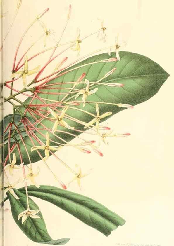 Reproducción/Reproduction 8792469103: Neerland's Plantentuin :. Groningen :J. Wolters,1865-1867.