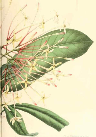 Reproducción/Reproduction 8792469103: Neerland's Plantentuin :. Groningen :J. Wolters,1865-1867.