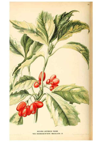 Reproducción/Reproduction 8803052452: Neerland's Plantentuin :. Groningen :J. Wolters,1865-1867.