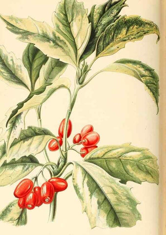 Reproducción/Reproduction 8803052452: Neerland's Plantentuin :. Groningen :J. Wolters,1865-1867.