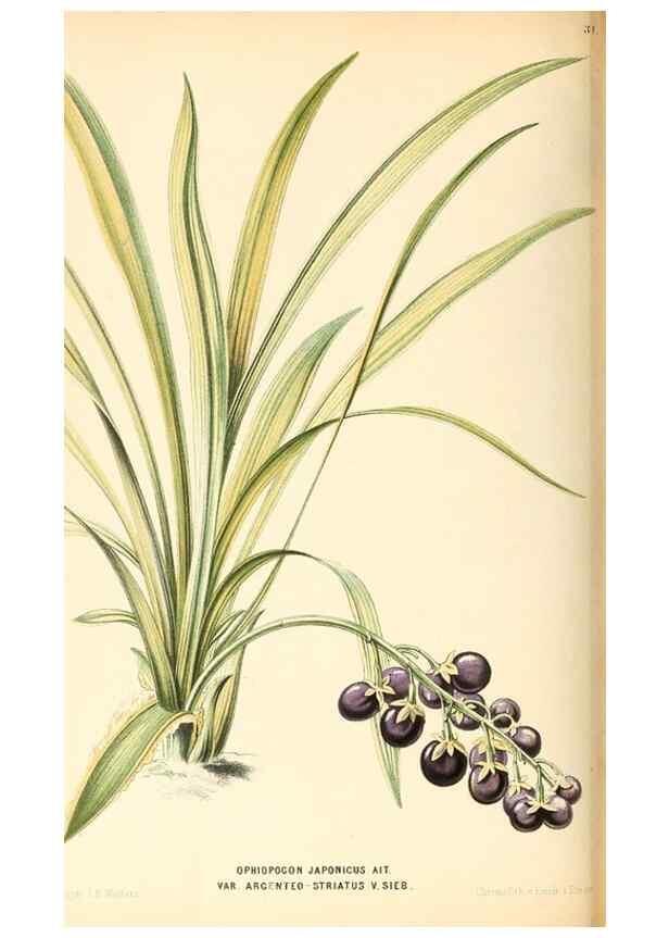 Reproducción/Reproduction 8803054788: Neerland's Plantentuin :. Groningen :J. Wolters,1865-1867.