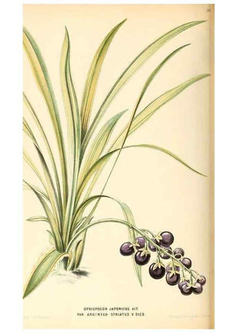 Reproducción/Reproduction 8803054788: Neerland's Plantentuin :. Groningen :J. Wolters,1865-1867.