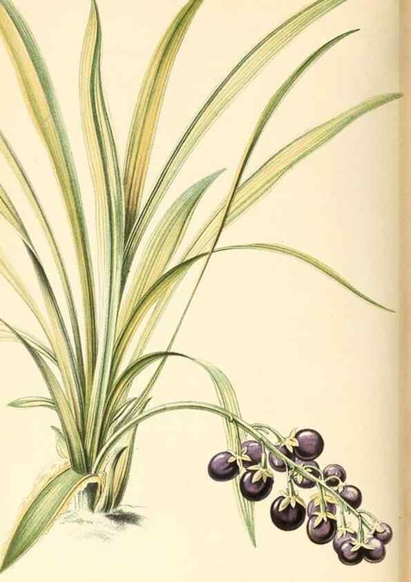 Reproducción/Reproduction 8803054788: Neerland's Plantentuin :. Groningen :J. Wolters,1865-1867.