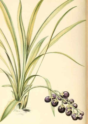 Reproducción/Reproduction 8803054788: Neerland's Plantentuin :. Groningen :J. Wolters,1865-1867.