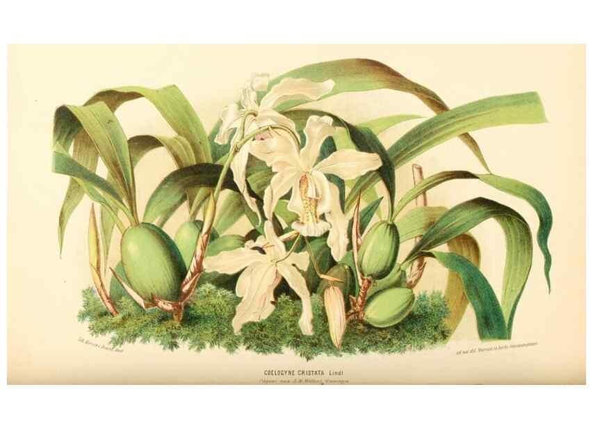 Reproducción/Reproduction 8792478017: Neerland's Plantentuin :. Groningen :J. Wolters,1865-1867.