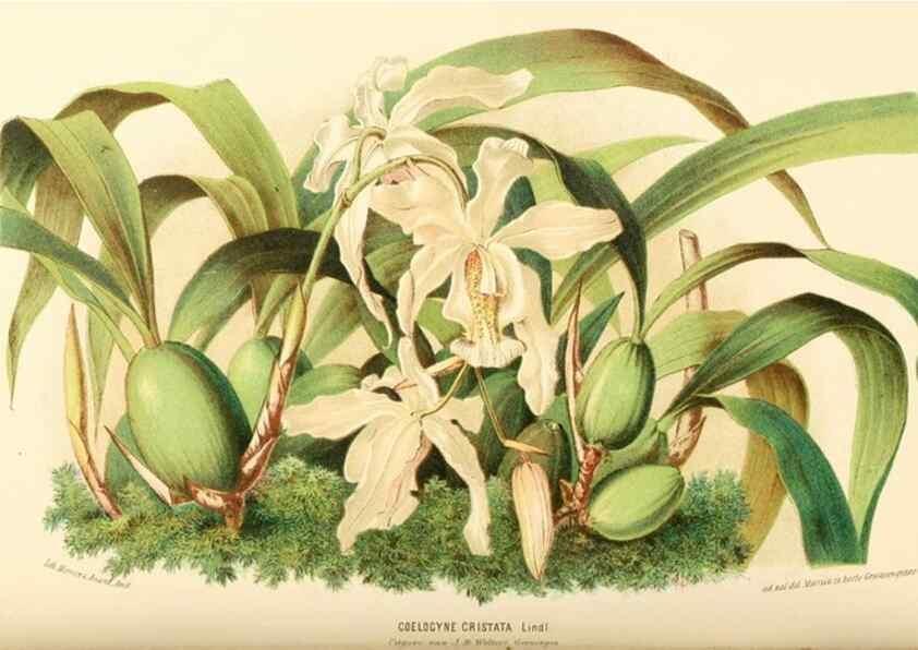Reproducción/Reproduction 8792478017: Neerland's Plantentuin :. Groningen :J. Wolters,1865-1867.