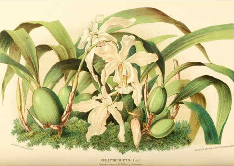 Reproducción/Reproduction 8792478017: Neerland's Plantentuin :. Groningen :J. Wolters,1865-1867.