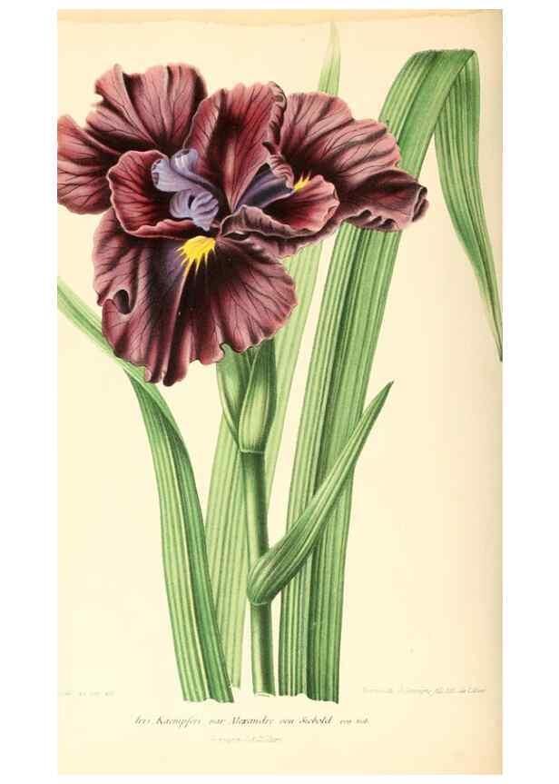 Reproducción/Reproduction 8792480039: Neerland's Plantentuin :. Groningen :J. Wolters,1865-1867.