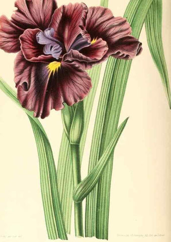 Reproducción/Reproduction 8792480039: Neerland's Plantentuin :. Groningen :J. Wolters,1865-1867.