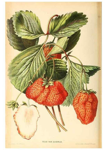 Reproducción/Reproduction 8792489521: Neerland's Plantentuin :. Groningen :J. Wolters,1865-1867.