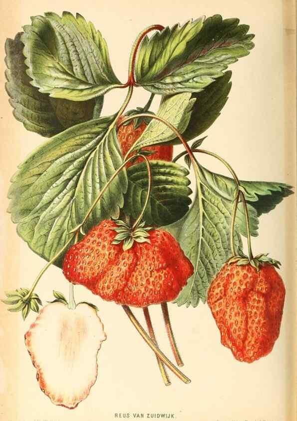 Reproducción/Reproduction 8792489521: Neerland's Plantentuin :. Groningen :J. Wolters,1865-1867.