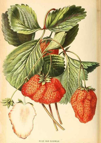 Reproducción/Reproduction 8792489521: Neerland's Plantentuin :. Groningen :J. Wolters,1865-1867.