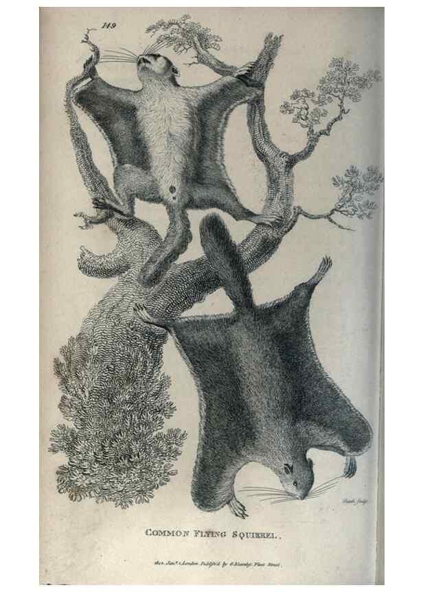 Reproducción/Reproduction 8950779010: General zoology, or Systematic natural history,. London,Printed for G. Kearsley,1800-1826.