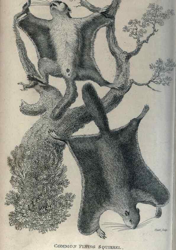 Reproducción/Reproduction 8950779010: General zoology, or Systematic natural history,. London,Printed for G. Kearsley,1800-1826.