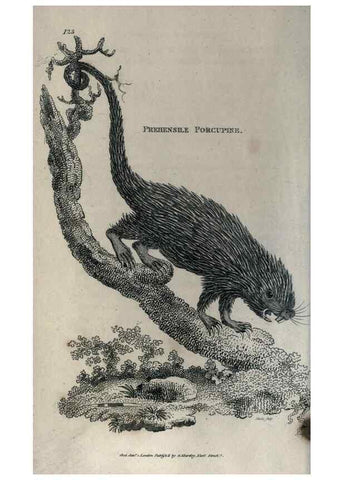 Reproducción/Reproduction 8950717160: General zoology, or Systematic natural history,. London,Printed for G. Kearsley,1800-1826.