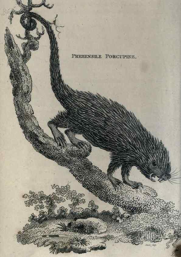 Reproducción/Reproduction 8950717160: General zoology, or Systematic natural history,. London,Printed for G. Kearsley,1800-1826.