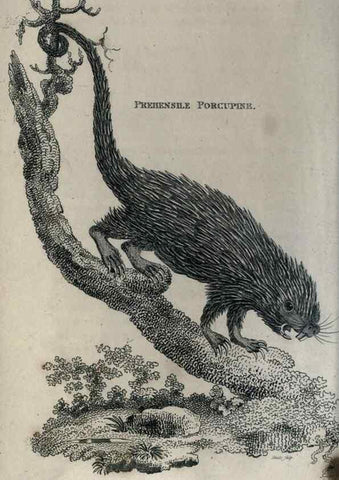 Reproducción/Reproduction 8950717160: General zoology, or Systematic natural history,. London,Printed for G. Kearsley,1800-1826.