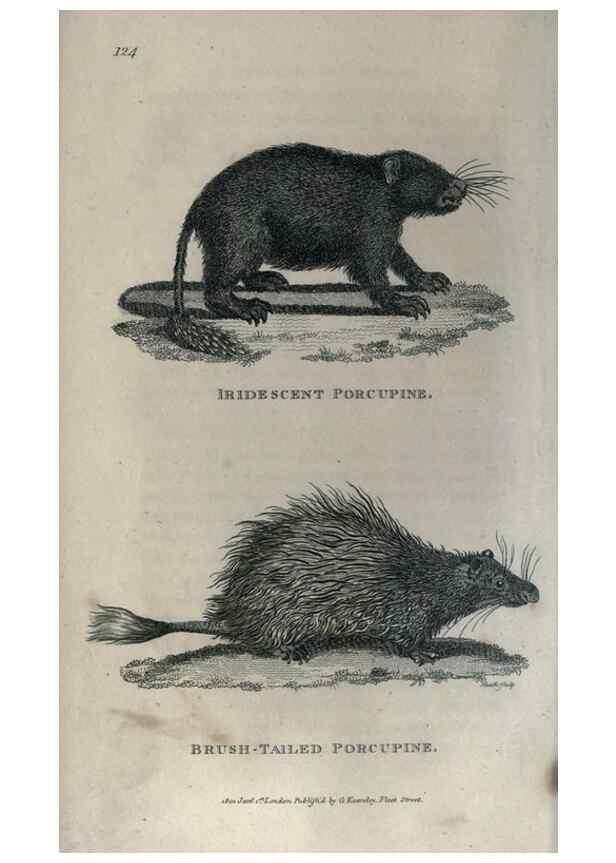 Reproducción/Reproduction 8949527293: General zoology, or Systematic natural history,. London,Printed for G. Kearsley,1800-1826.