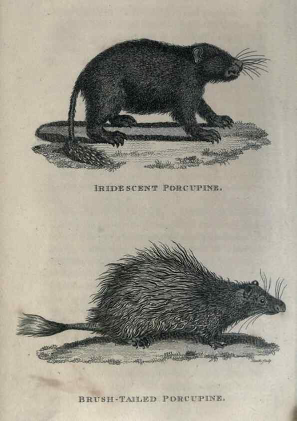 Reproducción/Reproduction 8949527293: General zoology, or Systematic natural history,. London,Printed for G. Kearsley,1800-1826.