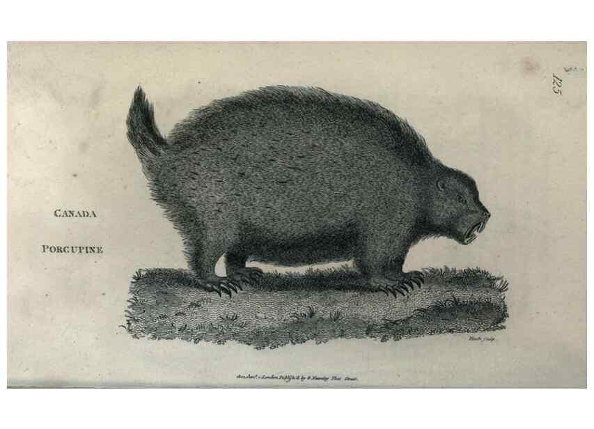Reproducción/Reproduction 8949529781: General zoology, or Systematic natural history,. London,Printed for G. Kearsley,1800-1826.