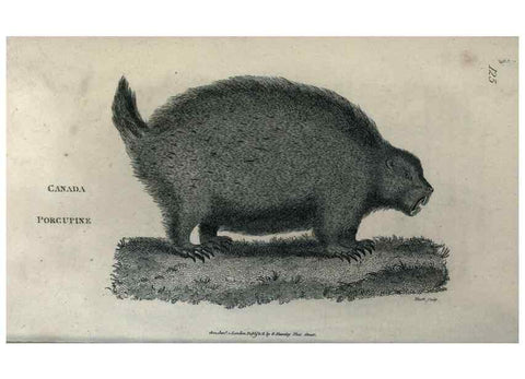 Reproducción/Reproduction 8949529781: General zoology, or Systematic natural history,. London,Printed for G. Kearsley,1800-1826.