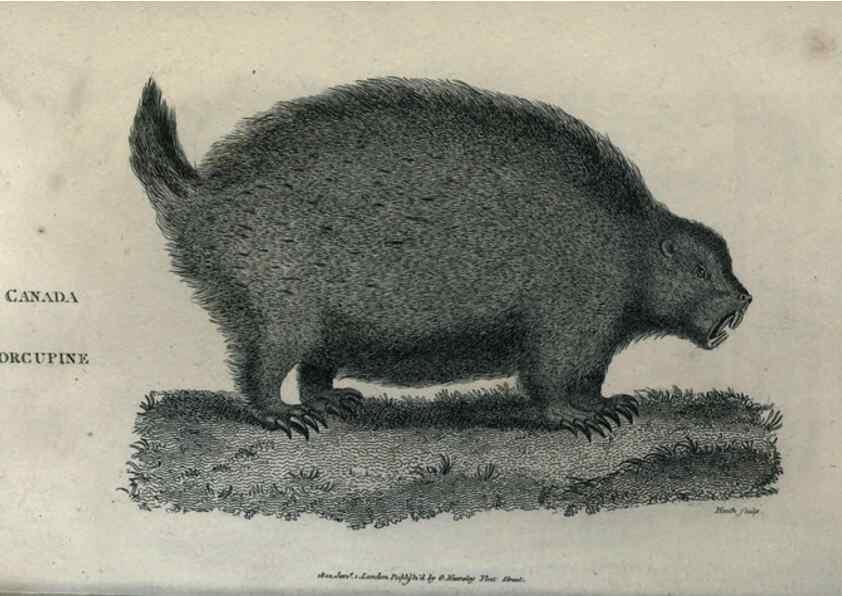 Reproducción/Reproduction 8949529781: General zoology, or Systematic natural history,. London,Printed for G. Kearsley,1800-1826.