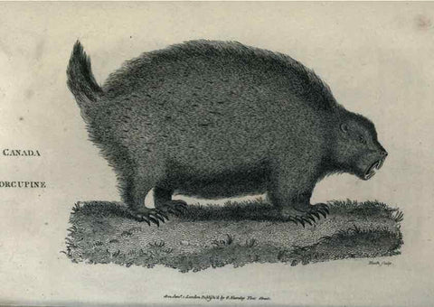 Reproducción/Reproduction 8949529781: General zoology, or Systematic natural history,. London,Printed for G. Kearsley,1800-1826.