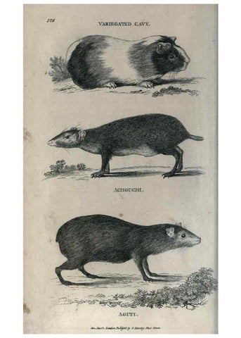 Reproducción/Reproduction 8949532509: General zoology, or Systematic natural history,. London,Printed for G. Kearsley,1800-1826.