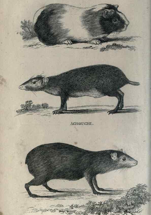 Reproducción/Reproduction 8949532509: General zoology, or Systematic natural history,. London,Printed for G. Kearsley,1800-1826.