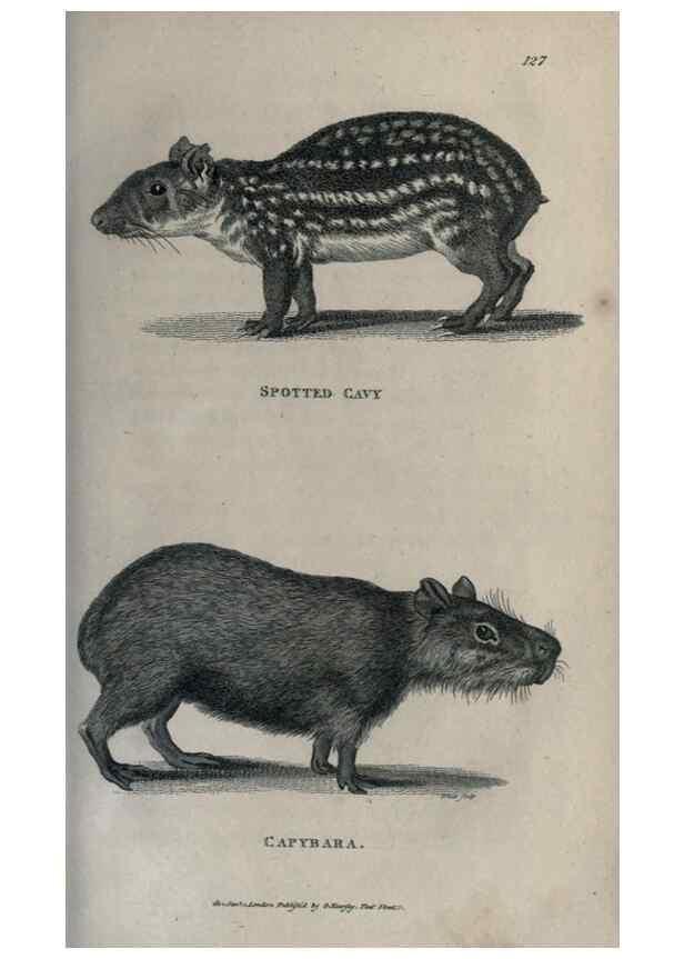Reproducción/Reproduction 8949534721: General zoology, or Systematic natural history,. London,Printed for G. Kearsley,1800-1826.