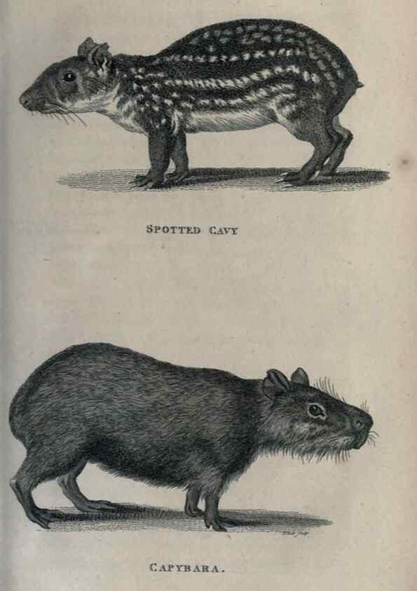 Reproducción/Reproduction 8949534721: General zoology, or Systematic natural history,. London,Printed for G. Kearsley,1800-1826.