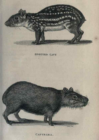 Reproducción/Reproduction 8949534721: General zoology, or Systematic natural history,. London,Printed for G. Kearsley,1800-1826.