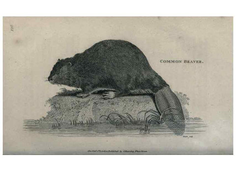 Reproducción/Reproduction 8949536991: General zoology, or Systematic natural history,. London,Printed for G. Kearsley,1800-1826.