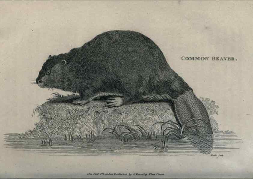 Reproducción/Reproduction 8949536991: General zoology, or Systematic natural history,. London,Printed for G. Kearsley,1800-1826.
