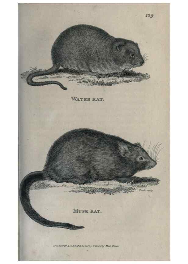 Reproducción/Reproduction 8950731358: General zoology, or Systematic natural history,. London,Printed for G. Kearsley,1800-1826.