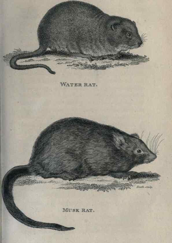 Reproducción/Reproduction 8950731358: General zoology, or Systematic natural history,. London,Printed for G. Kearsley,1800-1826.
