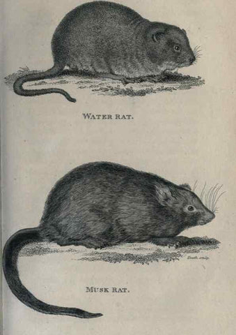 Reproducción/Reproduction 8950731358: General zoology, or Systematic natural history,. London,Printed for G. Kearsley,1800-1826.