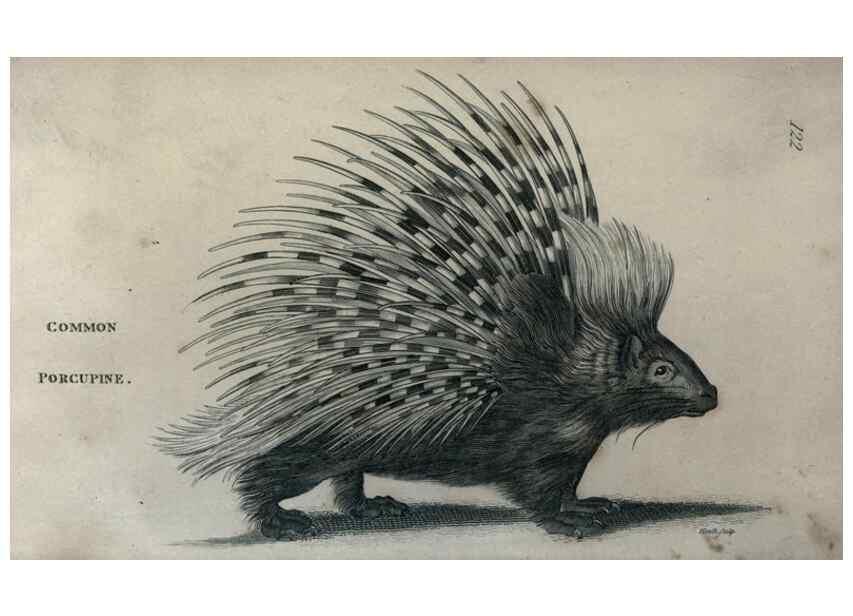 Reproducción/Reproduction 8950714226: General zoology, or Systematic natural history,. London,Printed for G. Kearsley,1800-1826.