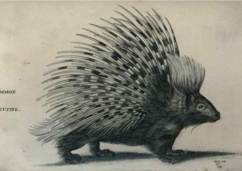 Reproducción/Reproduction 8950714226: General zoology, or Systematic natural history,. London,Printed for G. Kearsley,1800-1826.