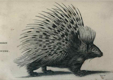Reproducción/Reproduction 8950714226: General zoology, or Systematic natural history,. London,Printed for G. Kearsley,1800-1826.