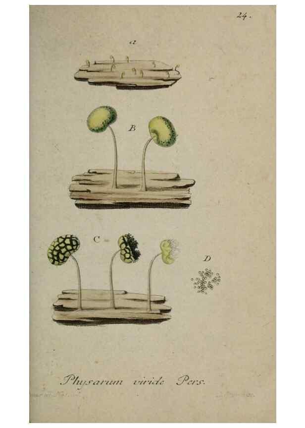 Reproducción/Reproduction 8959372394: Deutschlands Flora in Abbildungen nach der Natur :. Nürnberg,1817-