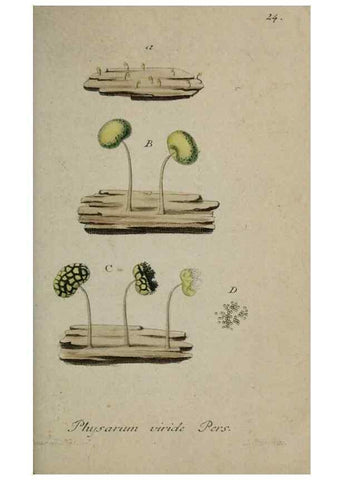 Reproducción/Reproduction 8959372394: Deutschlands Flora in Abbildungen nach der Natur :. Nürnberg,1817-