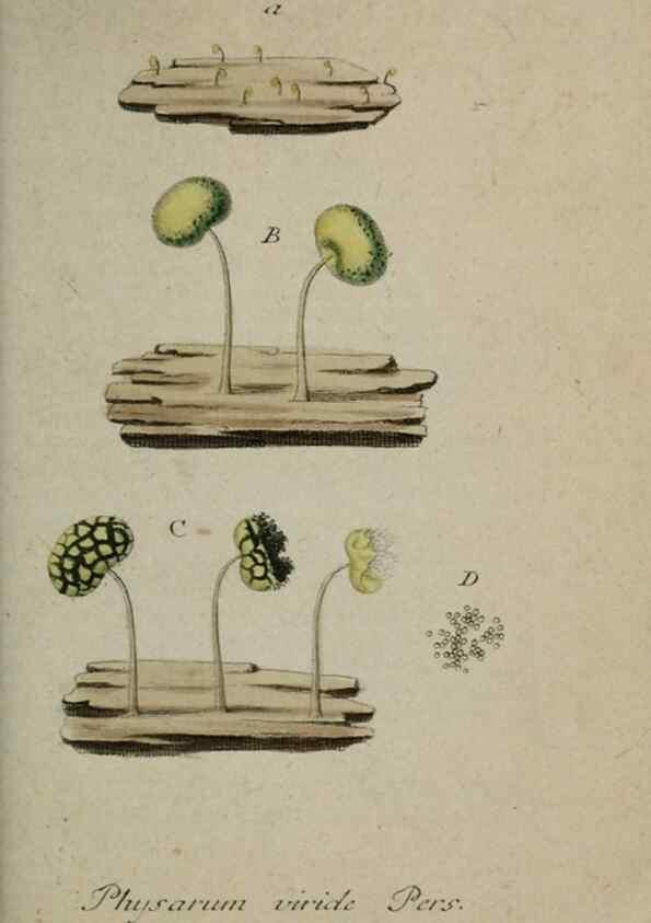 Reproducción/Reproduction 8959372394: Deutschlands Flora in Abbildungen nach der Natur :. Nürnberg,1817-