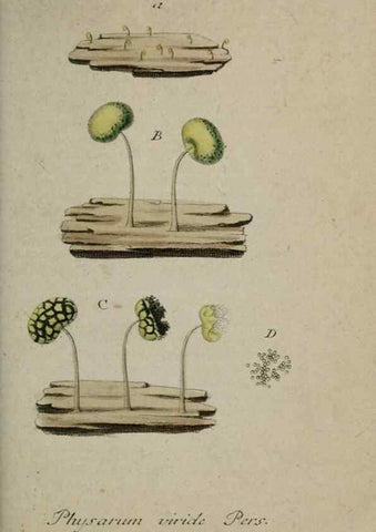 Reproducción/Reproduction 8959372394: Deutschlands Flora in Abbildungen nach der Natur :. Nürnberg,1817-