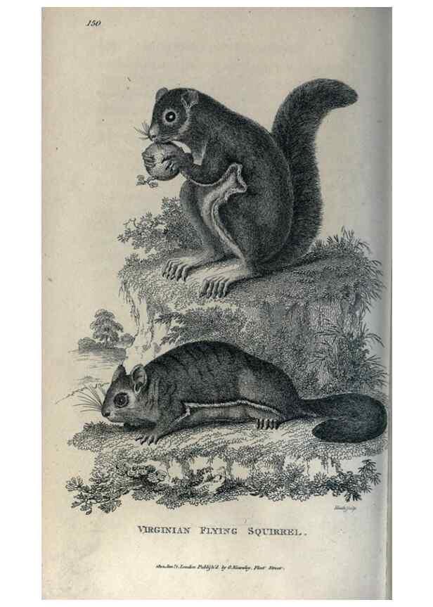 Reproducción/Reproduction 8949590261: General zoology, or Systematic natural history,. London,Printed for G. Kearsley,1800-1826.