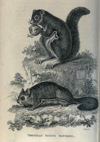 Reproducción/Reproduction 8949590261: General zoology, or Systematic natural history,. London,Printed for G. Kearsley,1800-1826.