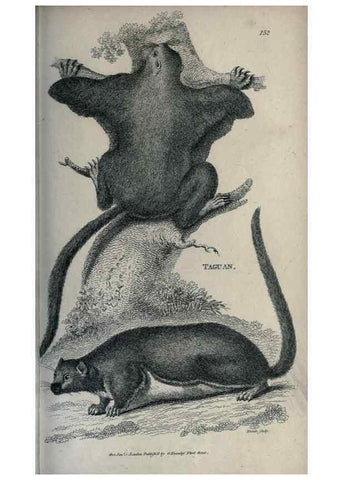 Reproducción/Reproduction 8950786518: General zoology, or Systematic natural history,. London,Printed for G. Kearsley,1800-1826.