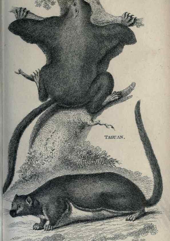 Reproducción/Reproduction 8950786518: General zoology, or Systematic natural history,. London,Printed for G. Kearsley,1800-1826.