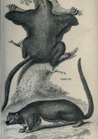 Reproducción/Reproduction 8950786518: General zoology, or Systematic natural history,. London,Printed for G. Kearsley,1800-1826.